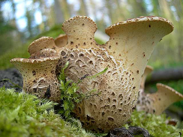 Funghi e vegetazione invasiva